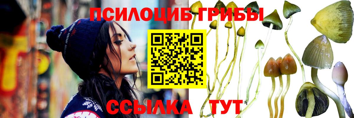 Псилоцибиновые грибы Psilocybe Дубна